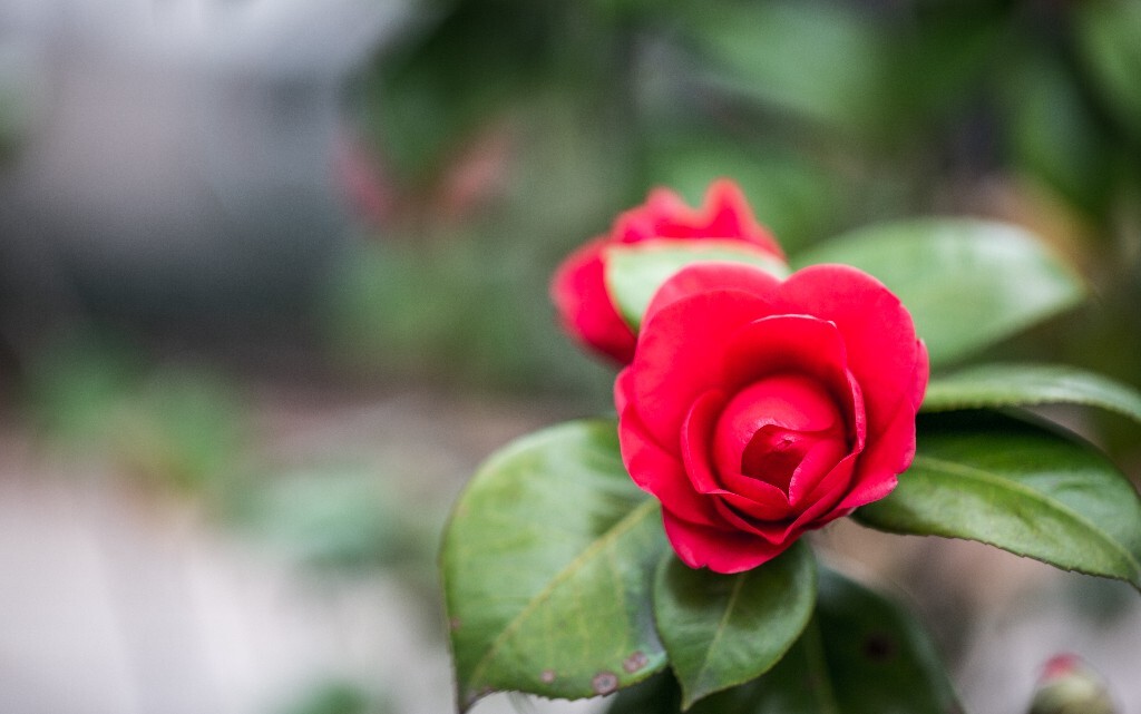 茶花 山茶花 观赏花卉 世界名贵花 花草 花朵
