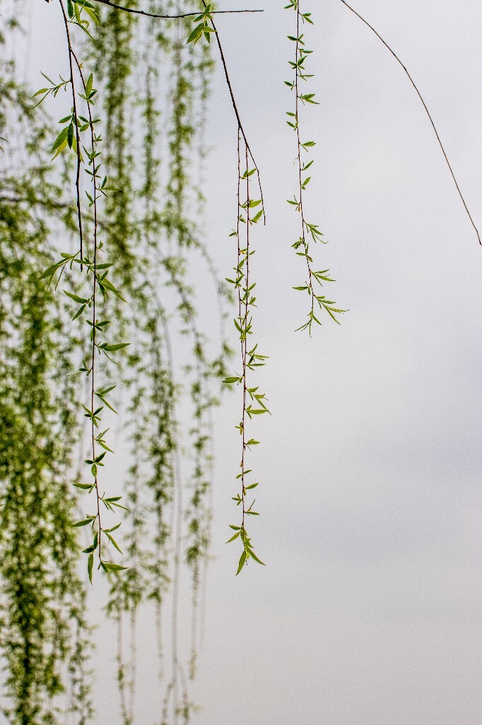 植物 风光 西湖柳树 西湖风光 自然 环境 西湖之春 自然 鸳鸯 自然 西湖春天