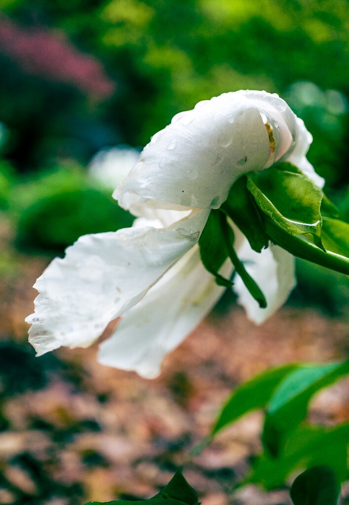 鼠姑 鹿韭 白茸 木芍药 百雨金 洛阳花 富贵花 牡丹 植物 花朵 花儿 牡丹花 含苞待放
