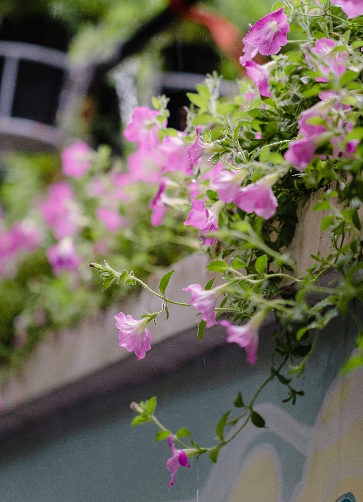 碧冬茄 矮牵牛 灵芝牡丹 撞羽牵牛 植物 花草 花朵 花儿 摄影 盛开的碧冬茄