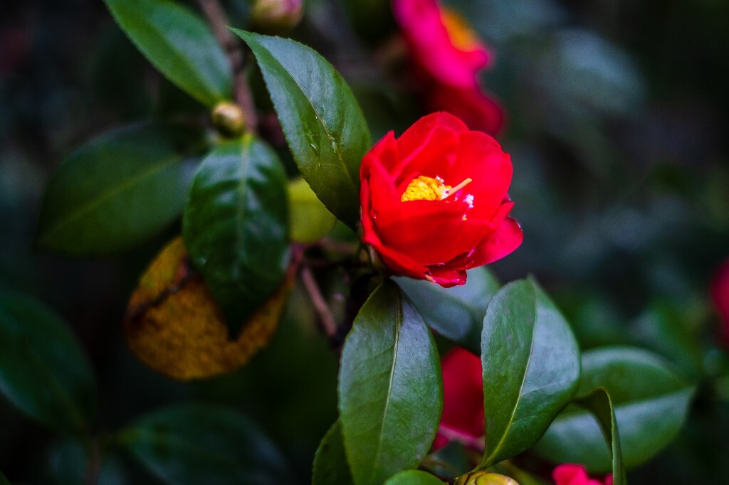 茶花 山茶花 观赏花卉 花草 花卉 图片 摄影