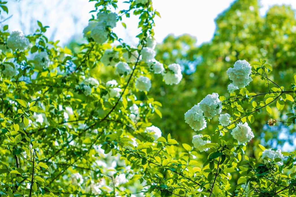 粉团花 紫阳花 八仙花 绣球 木绣球 草绣球 紫绣球 花朵 花儿 植物 摄影