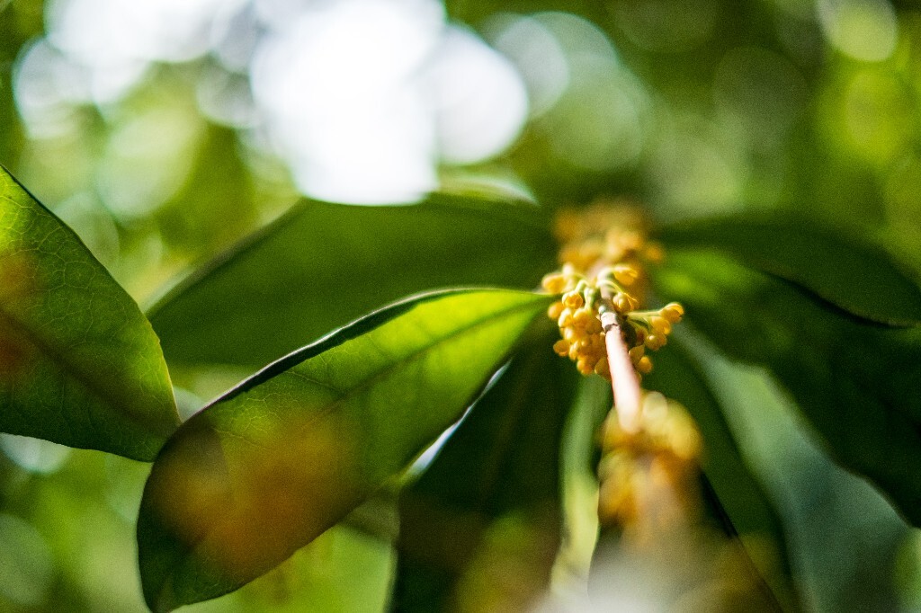 桂花 木樨 岩桂 金桂 银桂 丹桂 月桂 木犀 九里香 植物 花卉 盛开的桂花 桂花开了