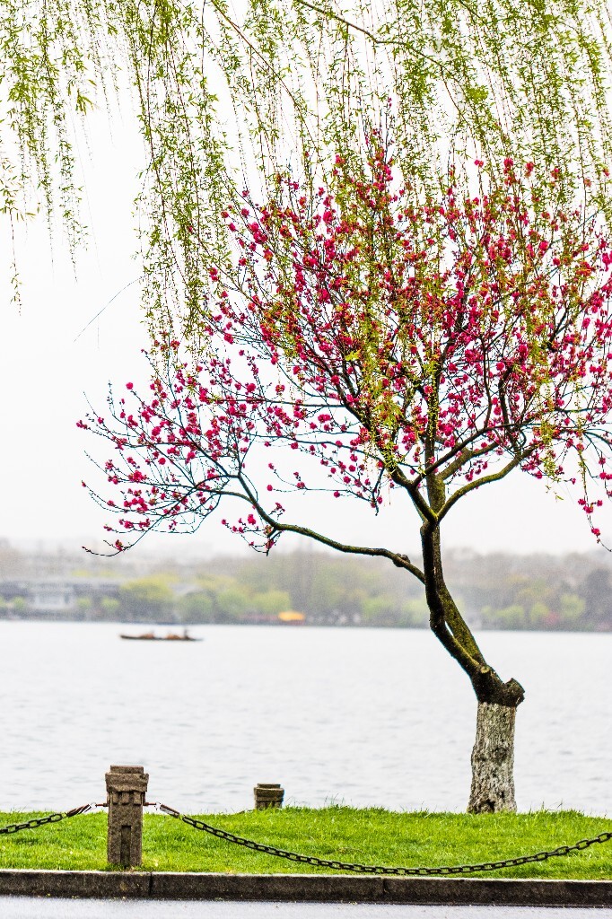 西湖桃花 桃花 自然 微距 风光 色彩 西湖之春 春天 桃红柳绿 西湖三月天