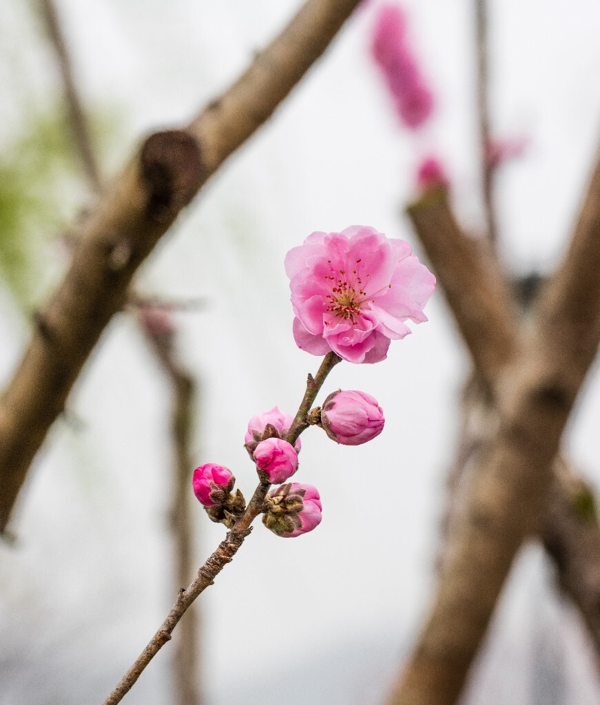西湖桃花  西湖风光 自然  环境  桃花 西湖之春  自然 风光 花朵 花儿 