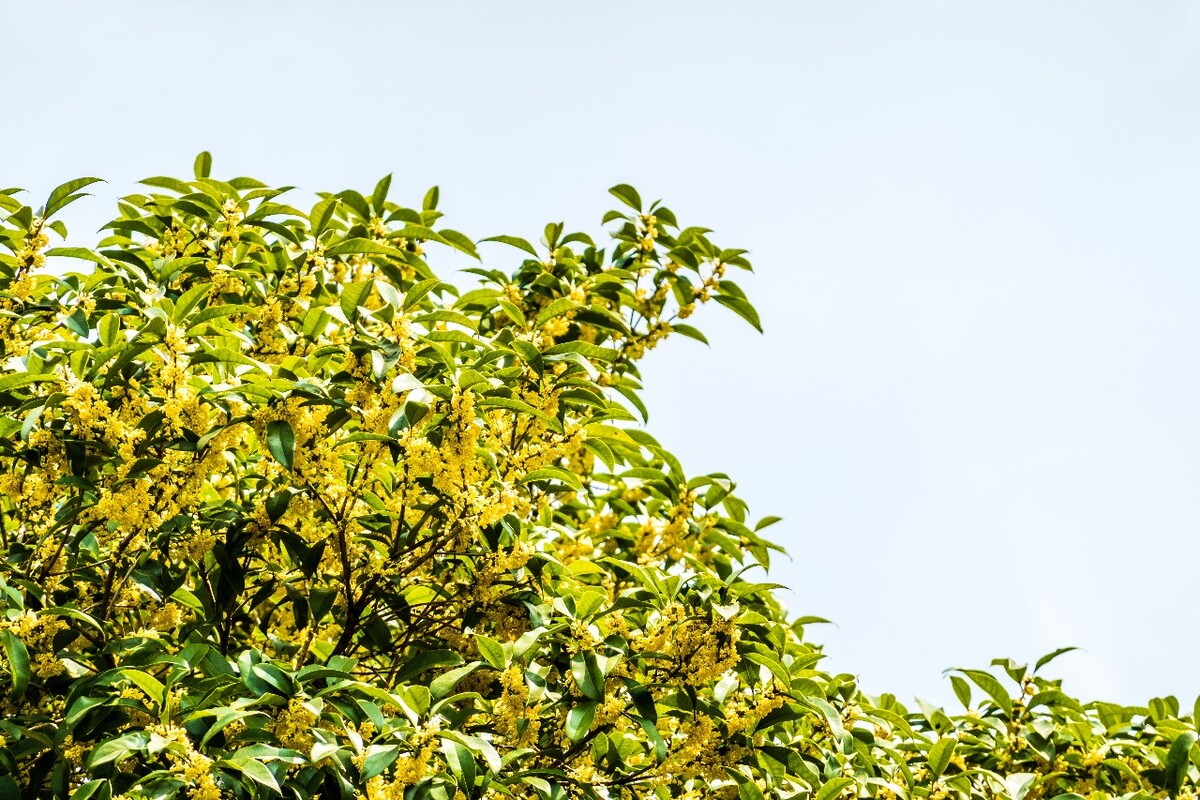 桂花 花朵 植物 摄影 旅行 花儿 金桂 银桂