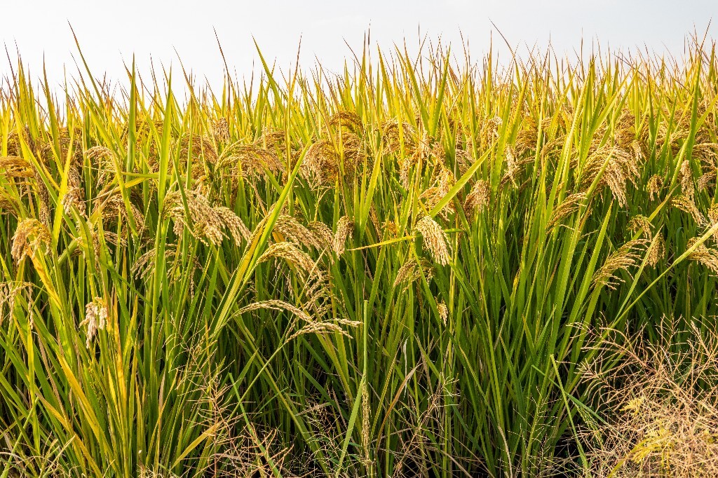 植物 风光 稻田 植物 金黄色的稻田 稻子 水稻 丰收 喜悦