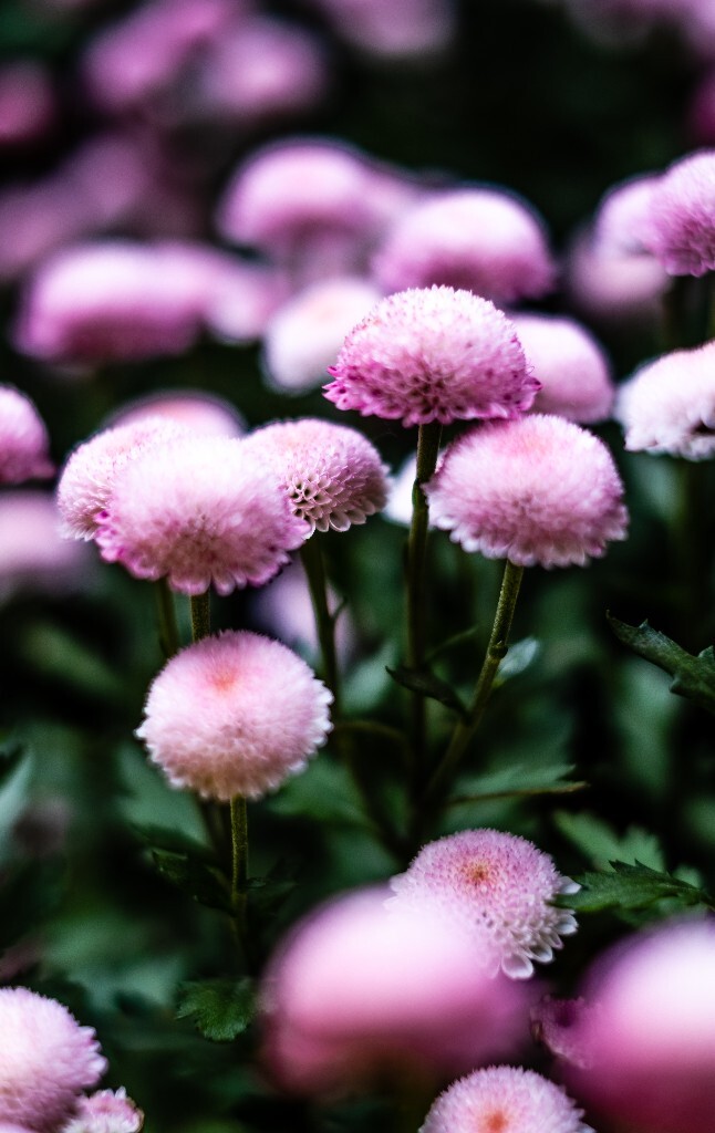菊花 寿客 金英 黄华 秋菊 陶菊 日精 女华 延年 隐逸花 家菊 花儿 盛开的菊花