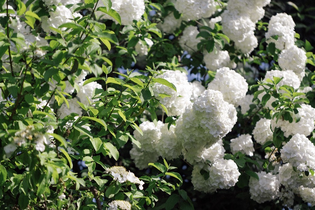 八仙花 粉团花 草绣球 紫绣球 紫阳花 绣球 木绣球 植物 风光 花草 摄影