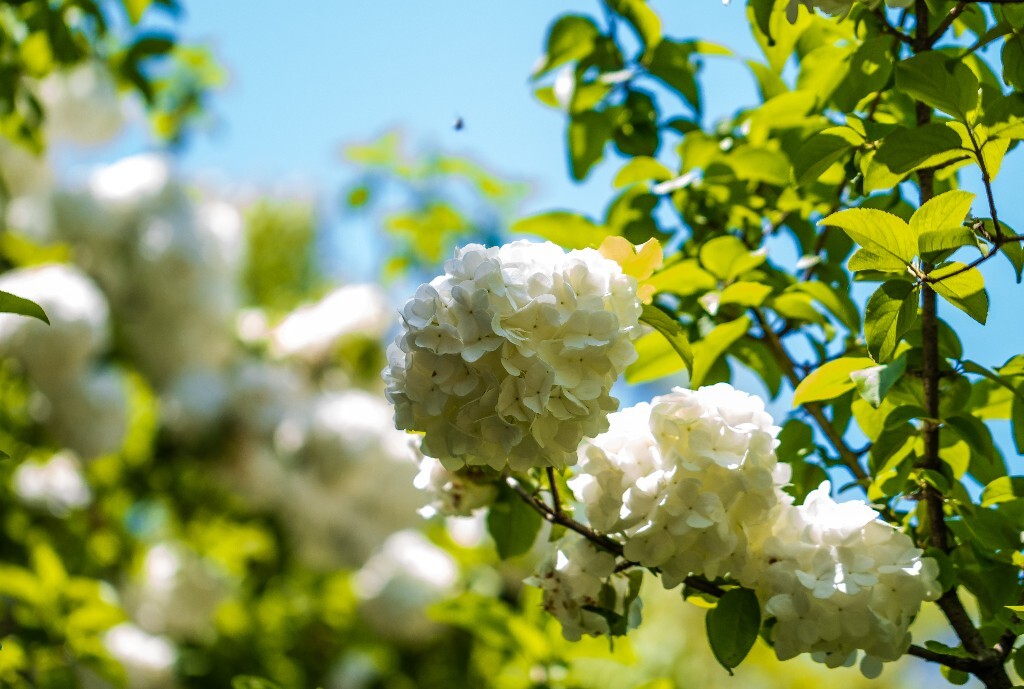 八仙花 粉团花 草绣球 紫绣球 紫阳花 绣球 木绣球 山绣球 摄影 植物 风光 摄影