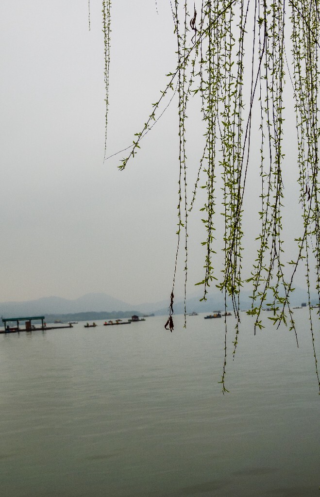 风光 西湖 柳树 叶子 植物