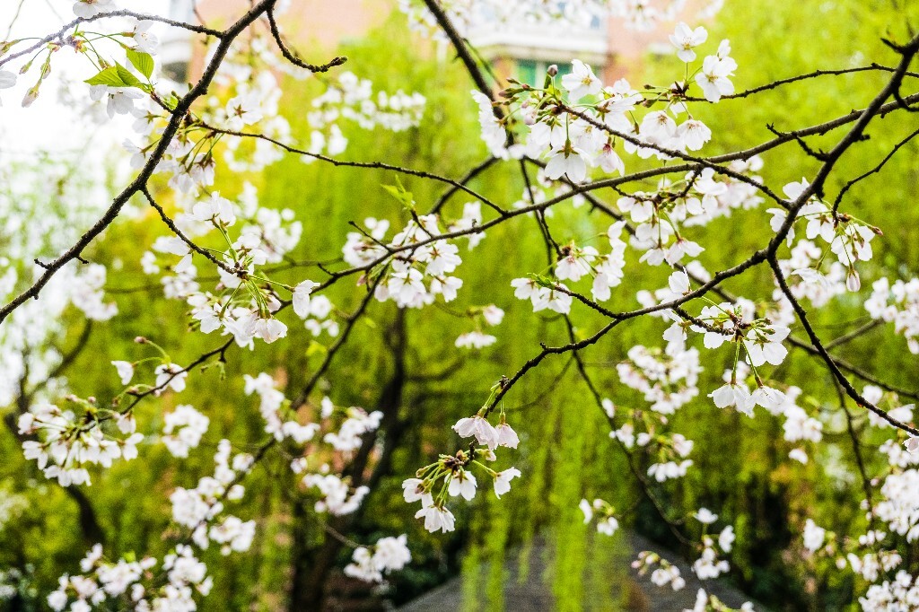 樱花 自然 风光 自然风光 盛开的樱花 花草 花朵 旅行