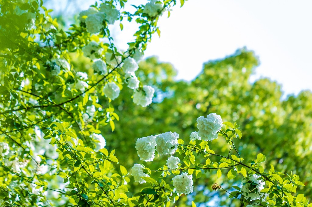 粉团花 紫阳花 八仙花 绣球 木绣球 草绣球 紫绣球 花朵 花儿 植物 摄影