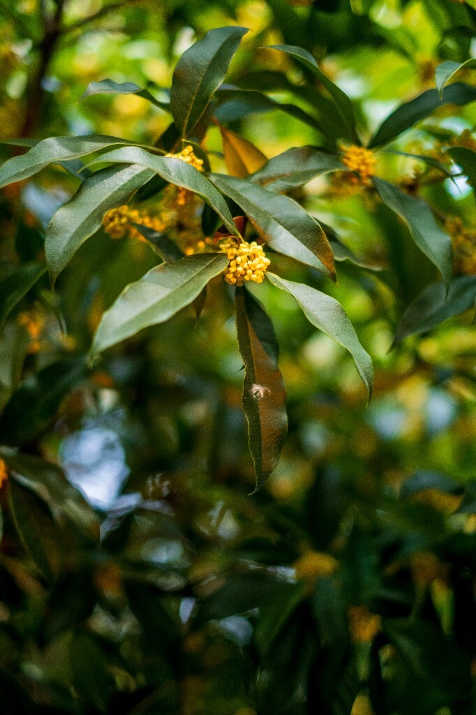 桂花 木樨 岩桂 金桂 银桂 丹桂 月桂 木犀 九里香 植物 花卉 盛开的桂花 桂花开了