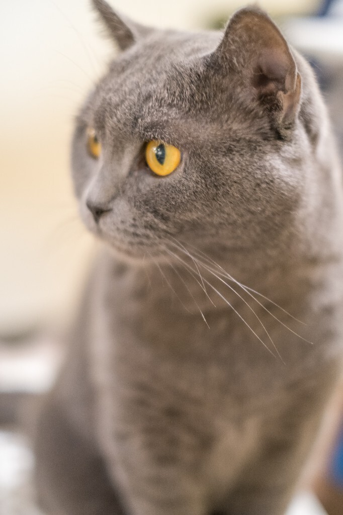 猫 宠物 动物 图片 摄影 喵星人 猫猫