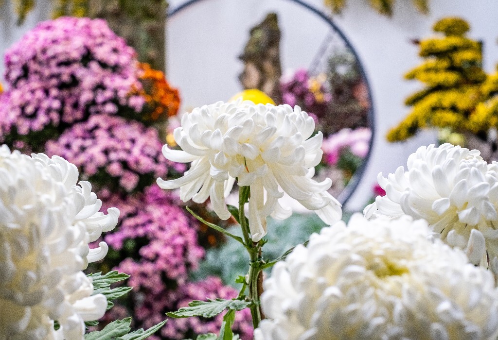 菊花 寿客 金英 黄华 秋菊 陶菊 日精 女华 延年 隐逸花 家菊 花儿 盛开的菊花