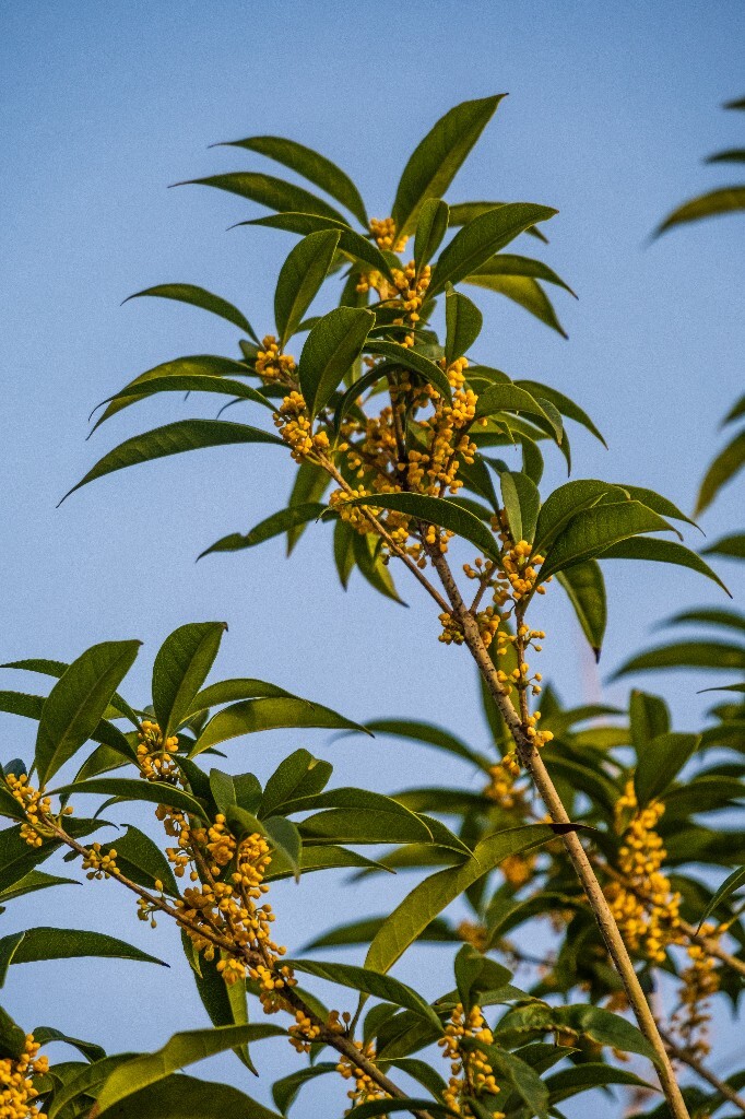 桂花 岩桂 木犀 九里香 金桂 银桂 丹桂 月桂 植物