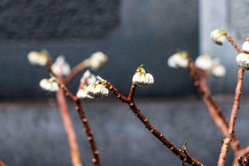 打结花 打结树 黄瑞香 喜花 梦冬花 岩泽兰 三桠皮 三叉树 蒙花 家香 山棉皮 雪花皮 梦花