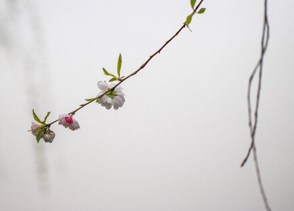桃花 西湖桃花 西湖风光 自然 色彩 春天 西湖之春 花朵 花儿 桃红柳绿