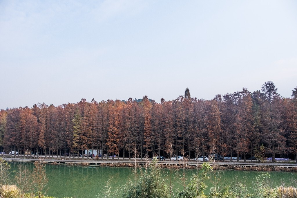 落叶乔木 水杉 梳子杉 树木 秋季 秋天 秋天的颜色 图片 摄影 风光 旅游