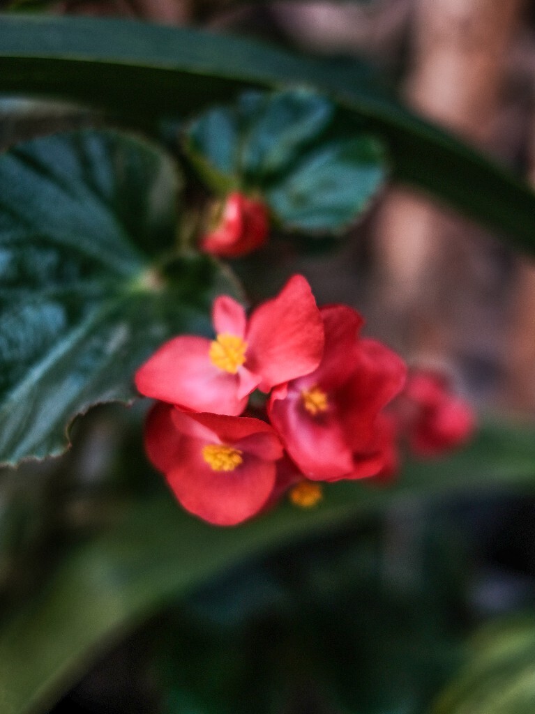 花朵 花儿 摄影 自然 风光 蚬肉秋海棠 玻璃海棠 玻璃翠 四季秋海棠 瓜子海棠 玫瑰海棠 虎耳海棠