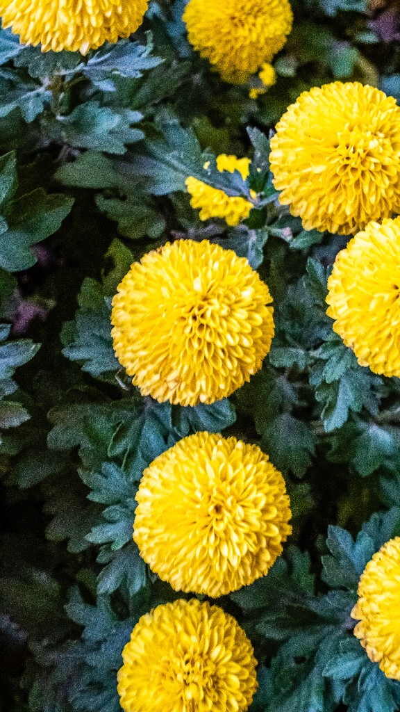 菊花 寿客 金英 黄华 秋菊 陶菊 日精 女华 延年 隐逸花 家菊 花儿 盛开的菊花