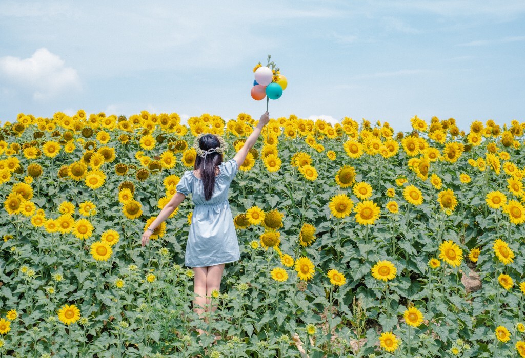 向日葵 花海 风光 自然 摄影 背影 转日莲 花儿 旅行 街拍 人像 美女