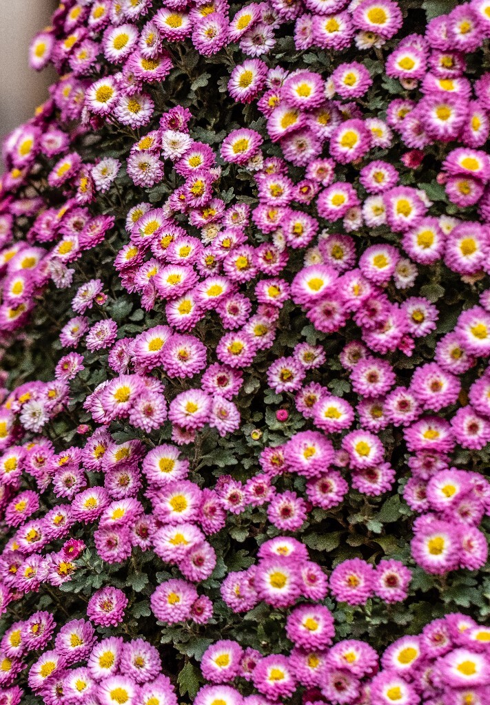 菊花 寿客 金英 黄华 秋菊 陶菊 日精 女华 延年 隐逸花 家菊 花儿 盛开的菊花