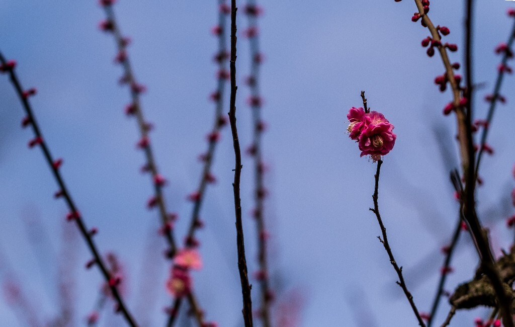 梅花 红色的梅花 梅 图片 摄影 风光 花卉 花朵 旅游 花