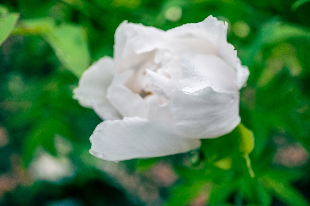 鼠姑 鹿韭 白茸 木芍药 百雨金 洛阳花 富贵花 牡丹 植物 花朵 花儿 牡丹花 含苞待放