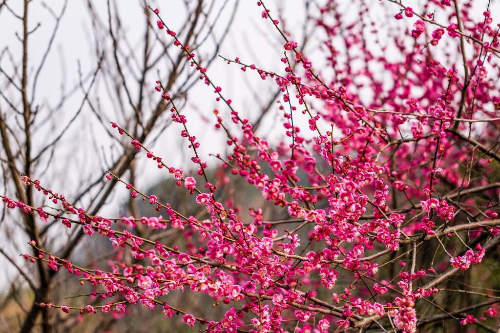 梅花 红色的梅花 梅 图片 摄影 风光 花卉 花朵 旅游 花