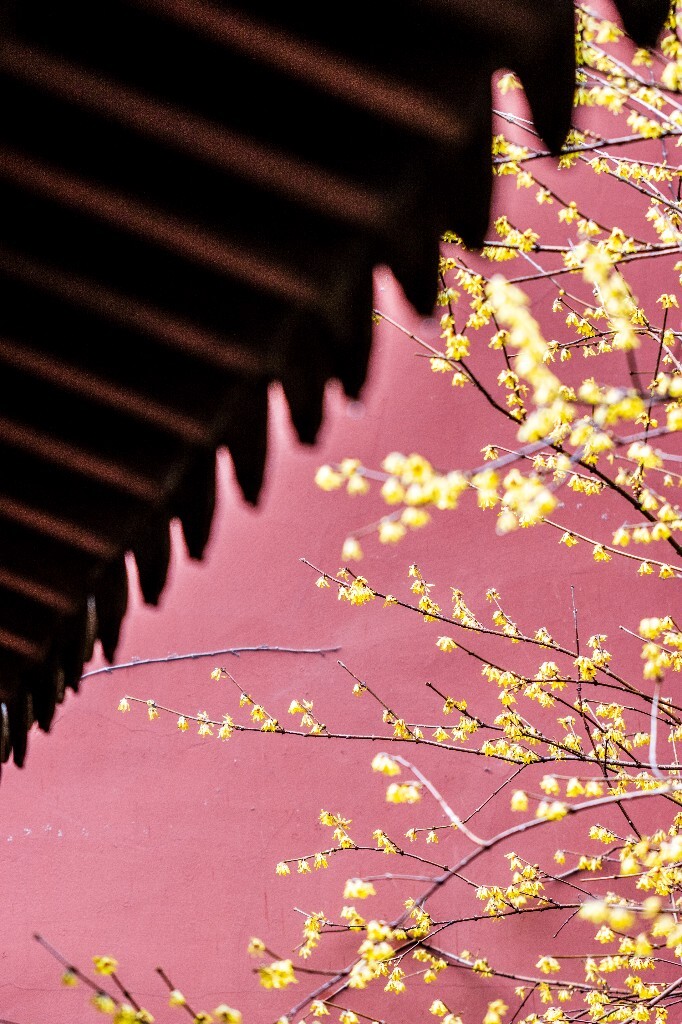 腊梅 植物 花朵 花儿 摄影 风光 自然 红墙 钱王祠 屋檐 梅花