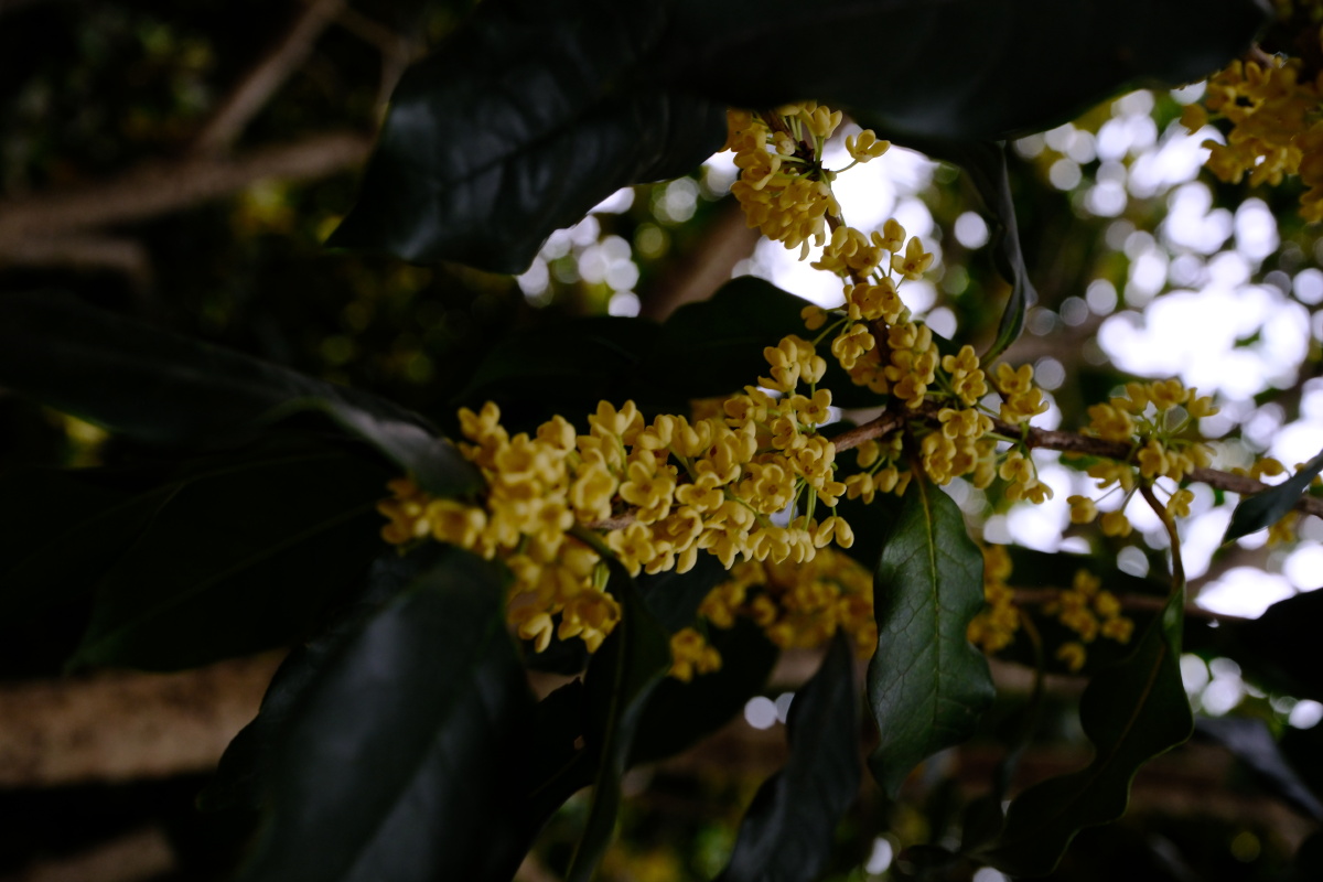 桂花 富士直出 风光 花朵花卉 风光摄影  桂花摄影 满觉陇