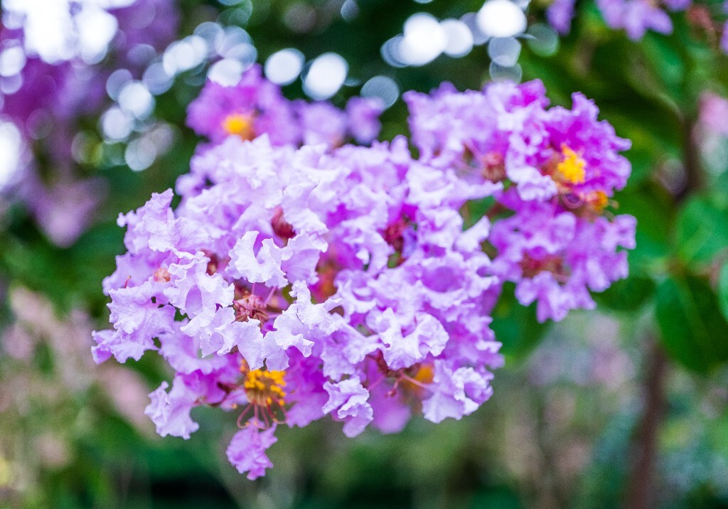 紫薇花 鹭鸶花 五里香 红薇花 百日红 佛相花 满堂红 怕痒花  痒痒花 宝幡花五爪金龙 狗骨头 紫金标 紫兰花 阿米茶 紫荆花 紫金花 蚊子花 植物 花朵 微距 风光 自然 色彩