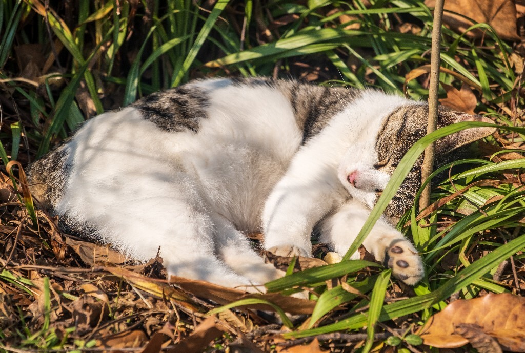 猫猫 动物 宠物 猫咪 喵星人 街拍  睡觉的猫猫