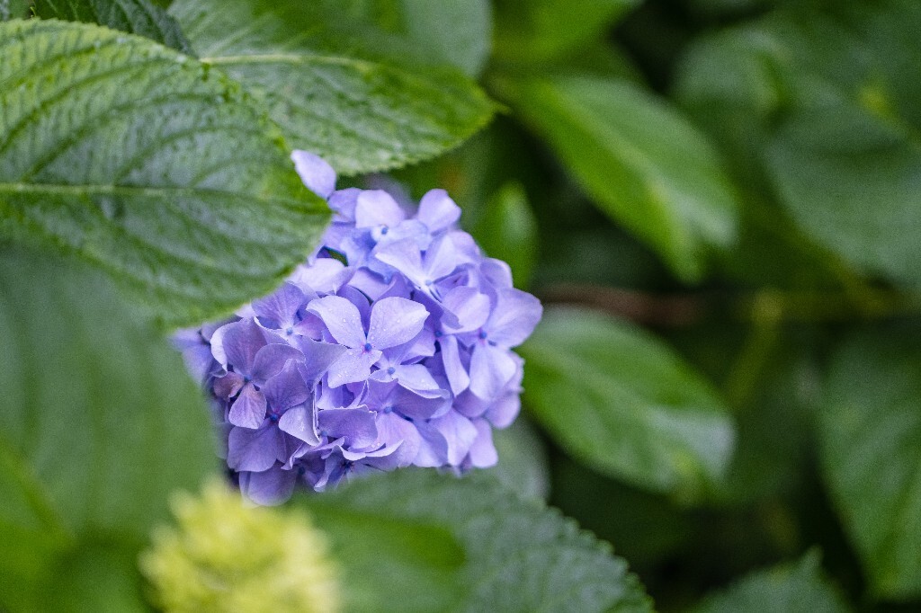 八仙花 粉团花 草绣球 紫绣球 紫阳花 绣球 摄影 植物 花朵 花儿