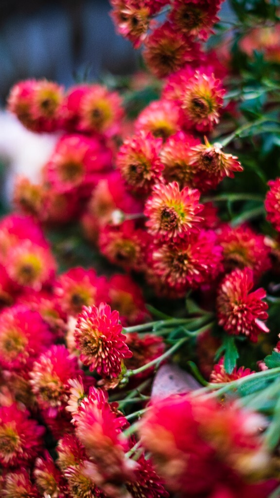 寿客 金英 黄华 秋菊 陶菊 日精 女华 延年 隐逸花 家菊 摄影 花朵花儿 盛开的菊花
