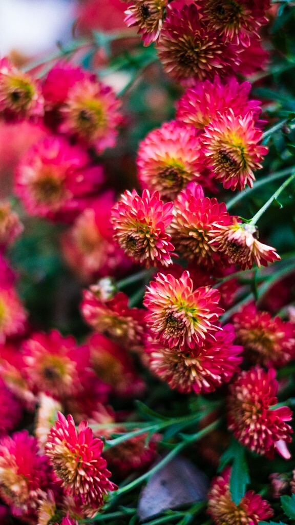 寿客 金英 黄华 秋菊 陶菊 日精 女华 延年 隐逸花 家菊 摄影 花朵花儿 盛开的菊花