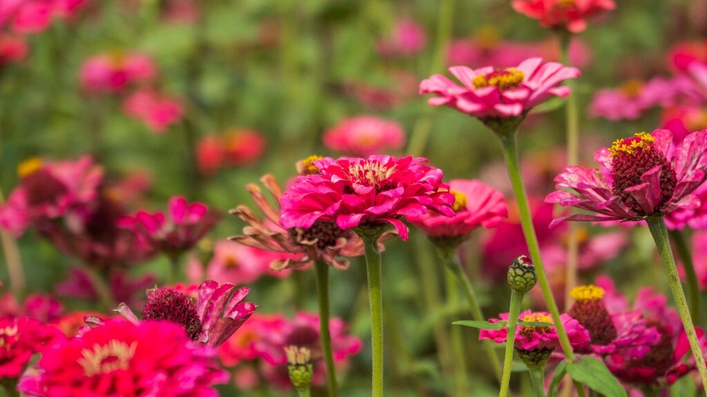 百日草 步步高 火球花 对叶菊 秋罗 步步登高 不等高 百日菊 植物 花朵 花儿 旅行