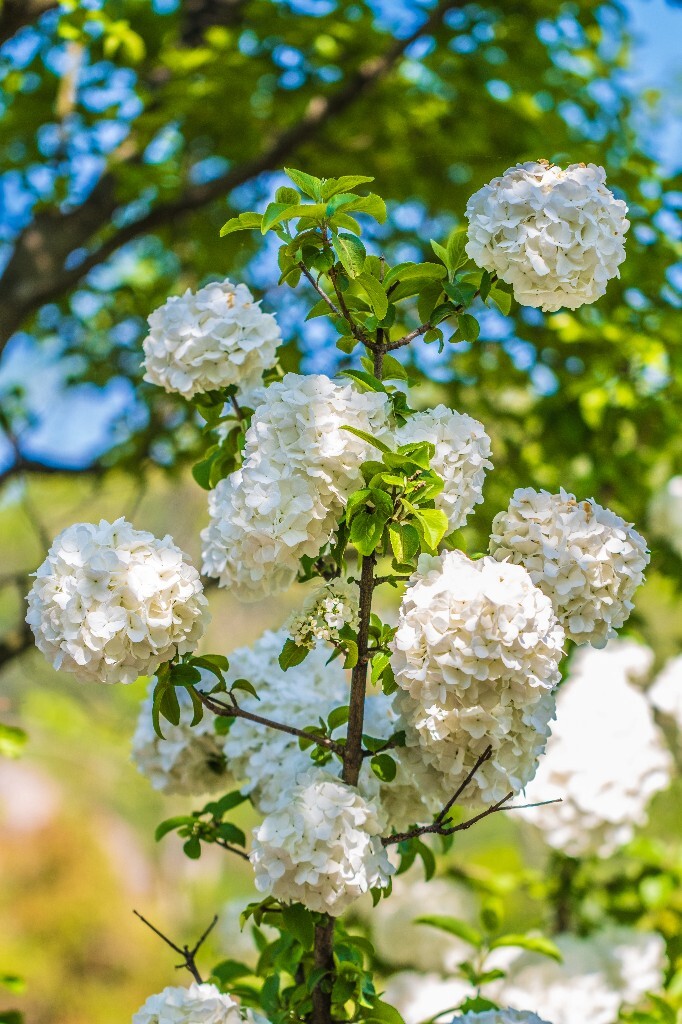 八仙花 粉团花 草绣球 紫绣球 紫阳花 绣球 木绣球 植物 摄影 风光 花朵 花儿 绣球花
