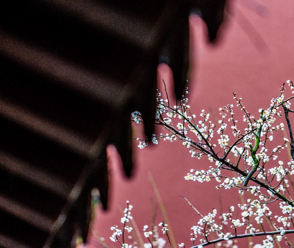 梅花 腊梅 风光 摄影 自然 植物 微距 旅行 建筑 钱王祠