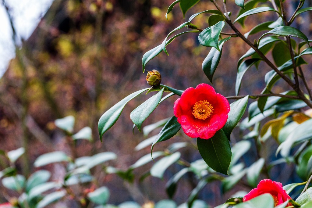 茶花 山茶花 观赏花卉 世界名贵花 花草 花朵