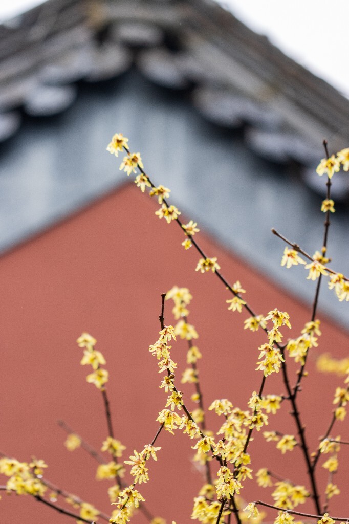 梅花 腊梅 风光 摄影  自然  植物 微距 旅行  建筑 钱王祠