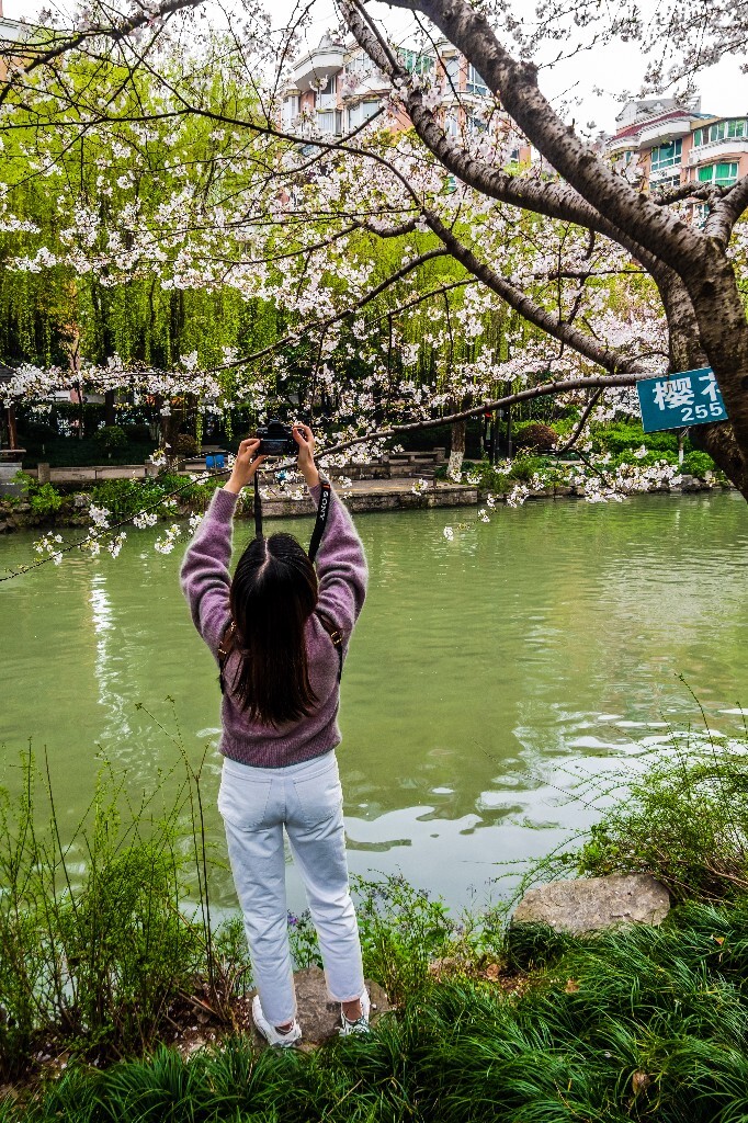 柳树 风光 摄影 小河 河水 自然 风光 自然风光 背影 拍照