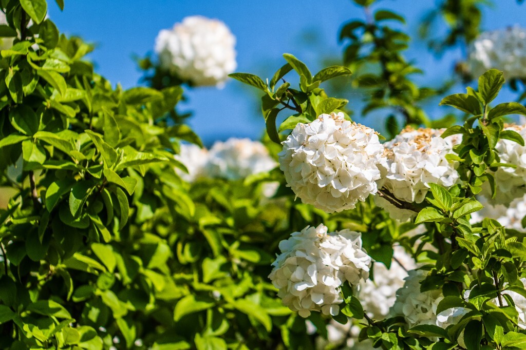 八仙花 粉团花 草绣球 紫绣球 紫阳花 绣球 木绣球 植物 摄影 风光 花朵 花儿 绣球花