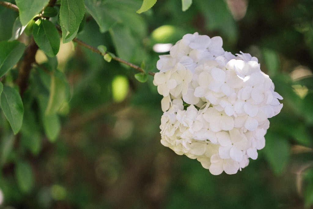 八仙花 粉团花 草绣球 紫绣球 紫阳花 绣球 木绣球 植物 风光 花草 摄影