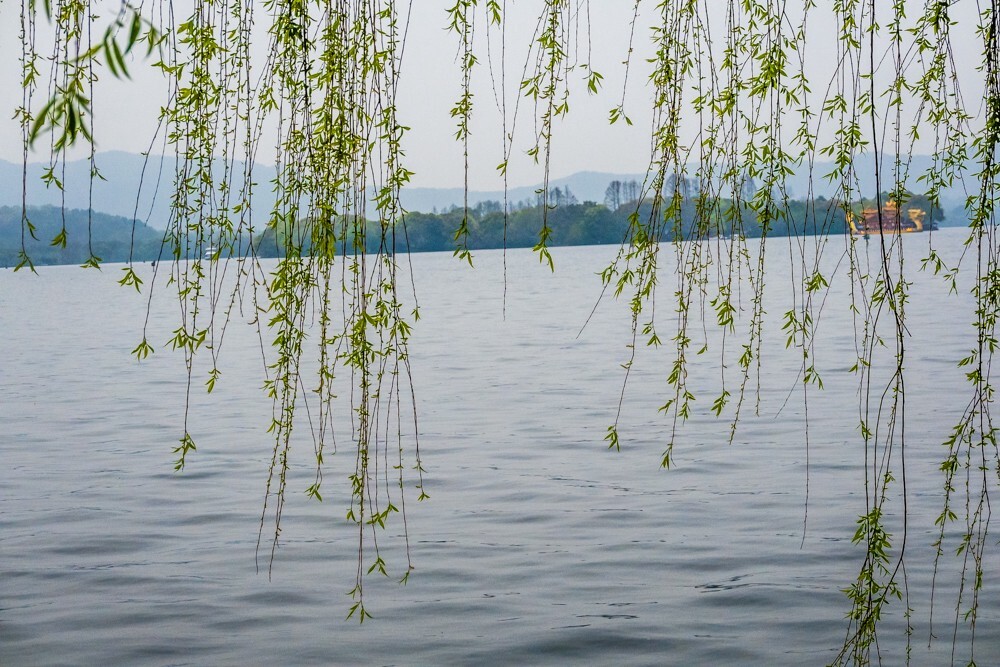 柳树 风光 摄影 自然 旅行 西湖风光 西湖柳树 柳叶 叶子 植物