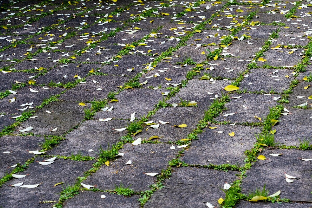 地上落叶 叶子 风光 自然  小草 地板 摄影 特写 图片 素材 