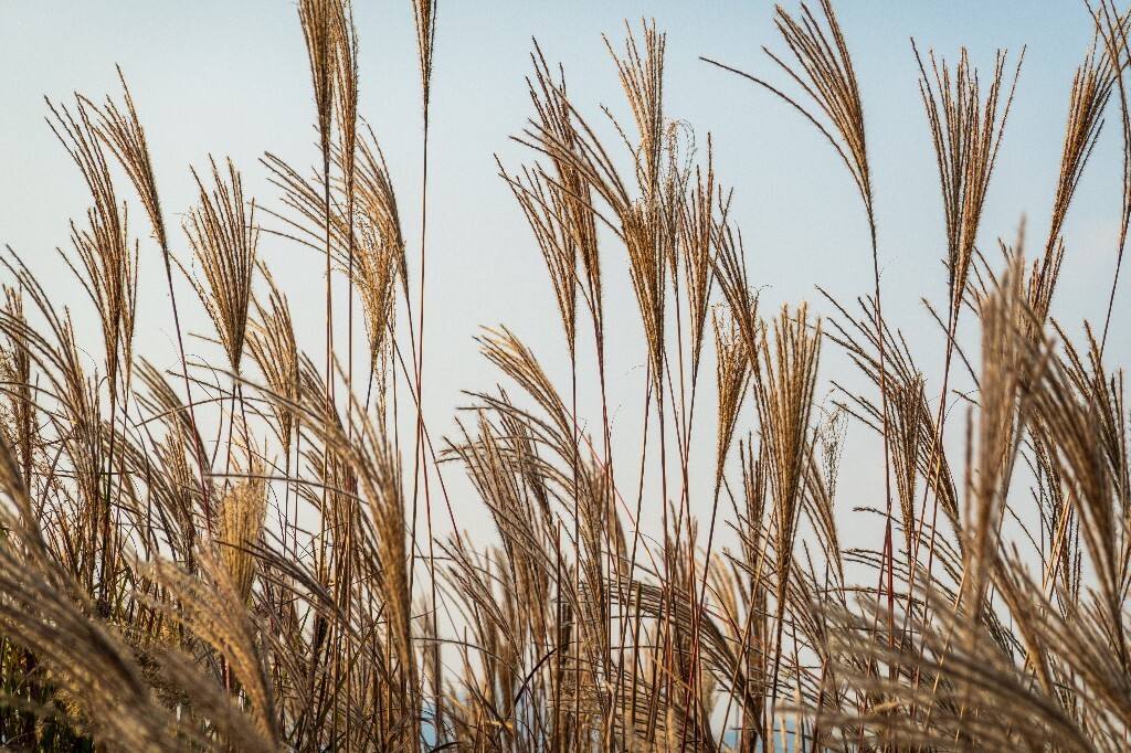 日出日落  芦苇 夕阳 植物 风光 自然