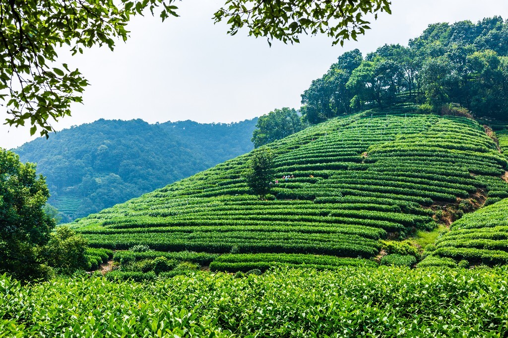 植物 风光 摄影 茶园风光 龙井茶园 旅行 自然 风光 采茶人